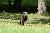 CANE CORSO 1232